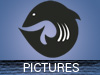 Pictures